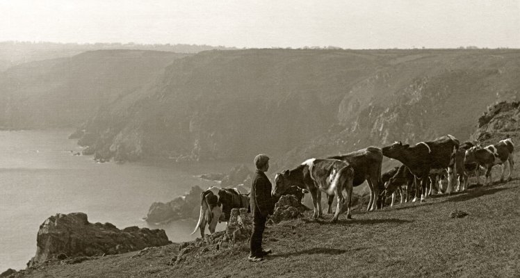 Grazing Cattle at Icart, Guernsey circa 1930's