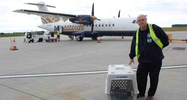 Blue Islands flies rescued seal pup to UK for treatment and rehabilitation
